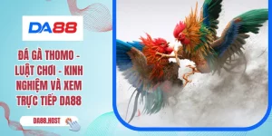 Đá gà Thomo – Luật Chơi - Kinh Nghiệm Và Xem Trực Tiếp DA88